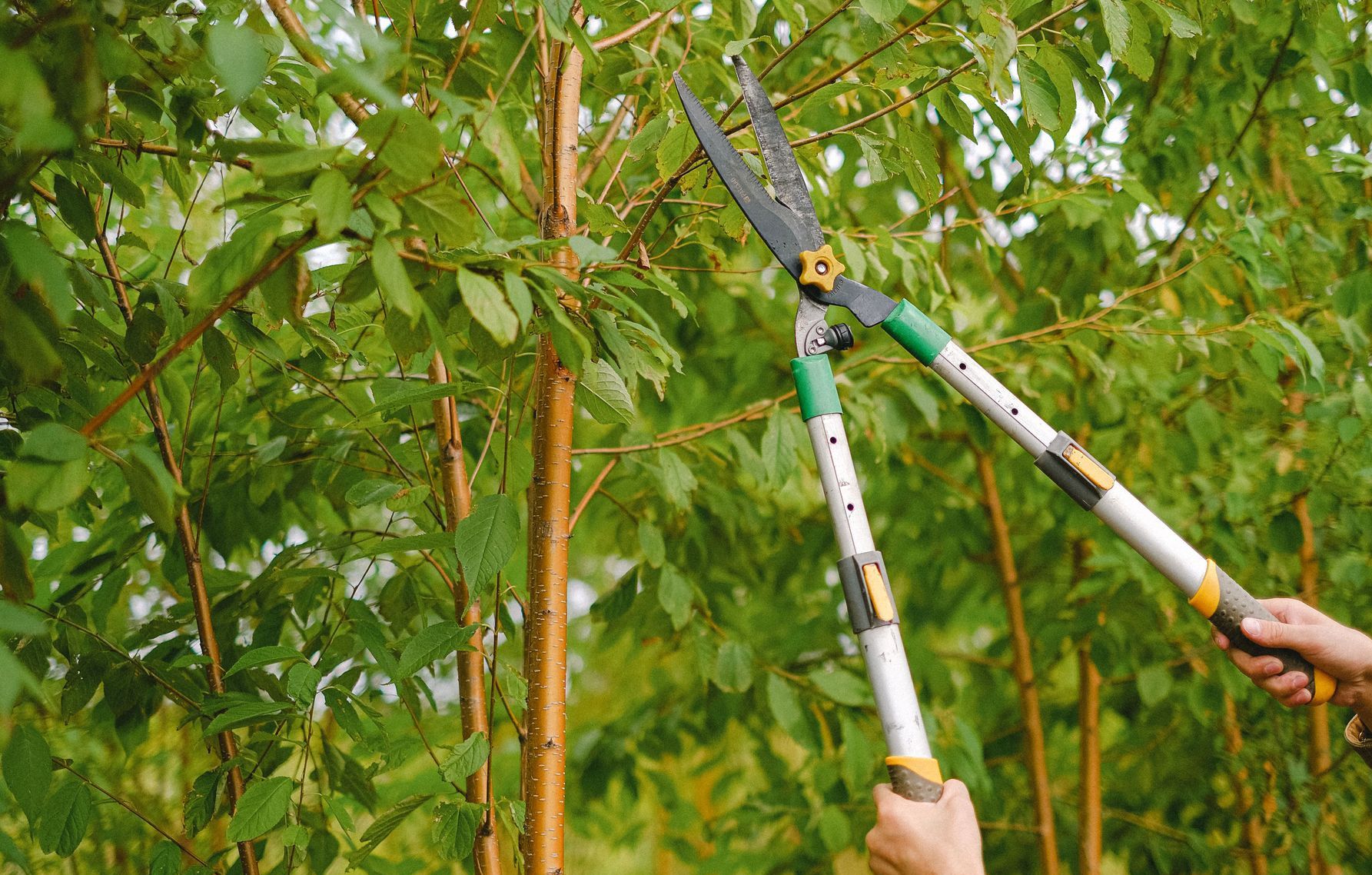 Side view of farmer with pruning shear trimming branches of tree with green leaves in orchard